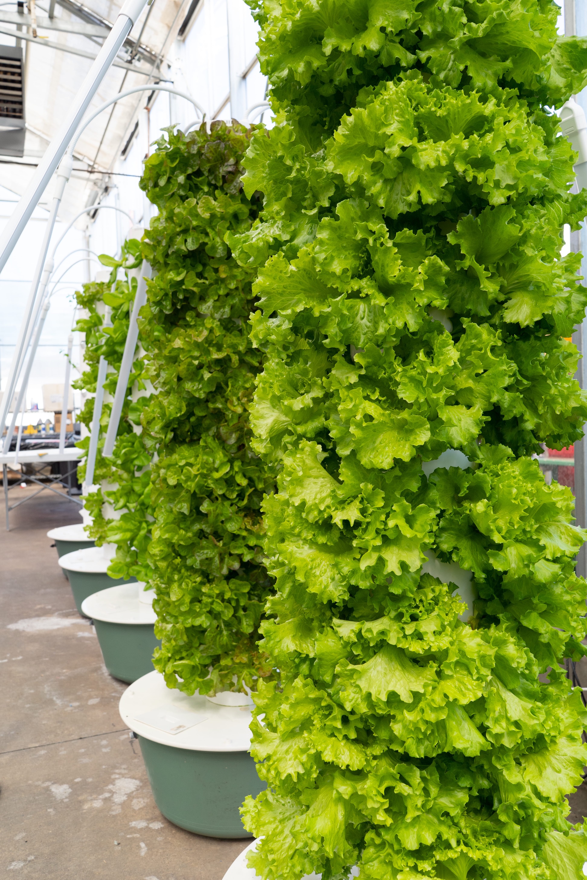 Close-up photo of a fully grown aeroponic tower garden with lush green lettuce growing vertically